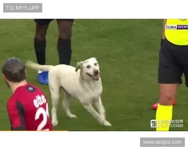 足球明星的忠实伙伴揭秘看家犬背后的故事与训练技巧